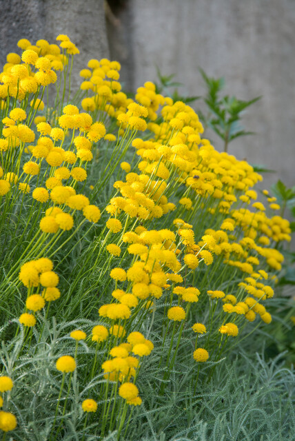 Helichrysum Italicum - Kerrieplant