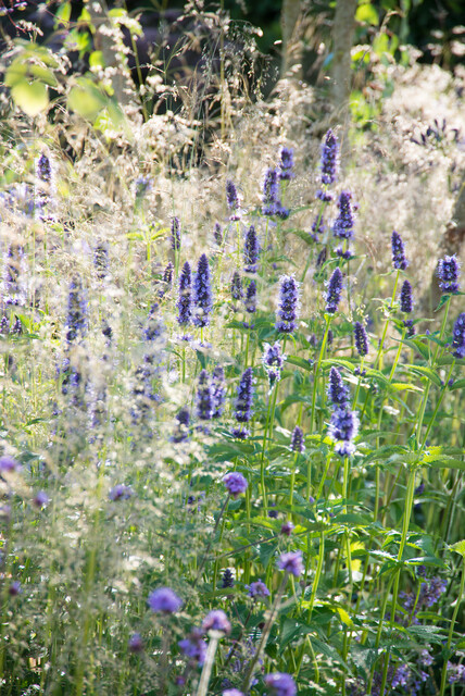 Agastache 'Black Adder' – Anijsnetel, dropplant - Afbeelding 2
