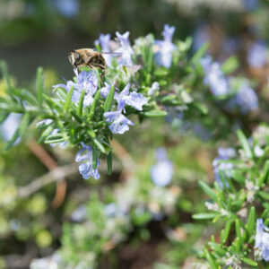 Rosmarinus officinalis – Rozemarijn
