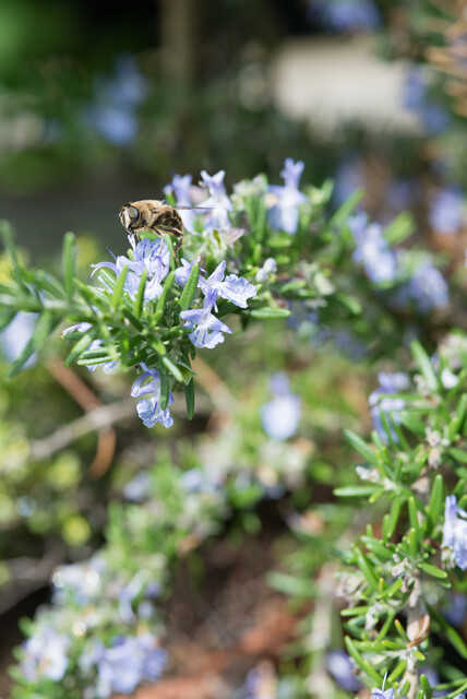 Rosmarinus officinalis – Rozemarijn