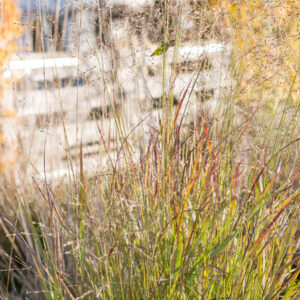 Panicum virgatum ‘Shenandoah’ – Vingergras