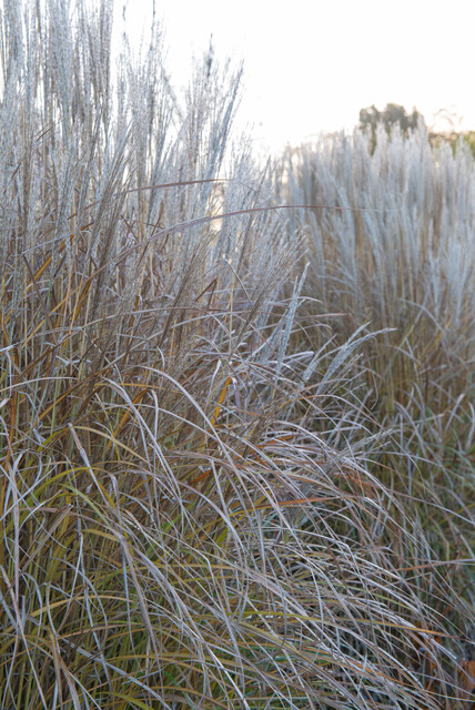 Miscanthus sinensis ‘Kleine Silberspinne’ – Prachtriet - Afbeelding 3