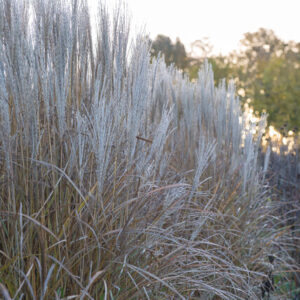 Miscanthus sinensis ‘Kleine Silberspinne’ – Prachtriet