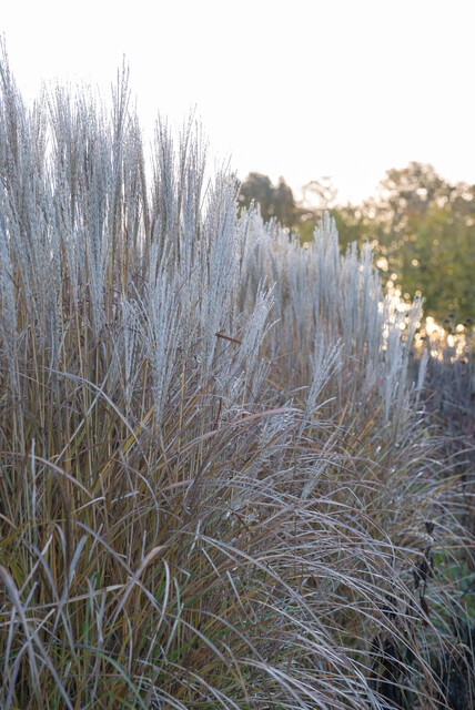 Miscanthus sinensis ‘Kleine Silberspinne’ – Prachtriet