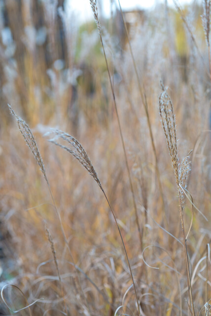 Miscanthus sinensis ‘Kleine Silberspinne’ – Prachtriet - Afbeelding 2