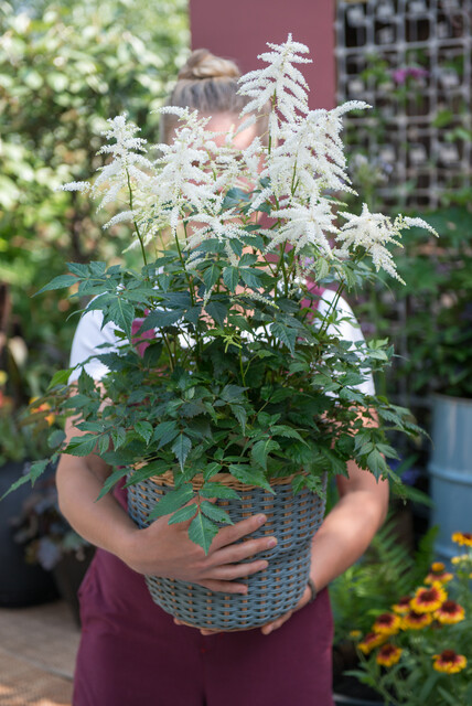Astilbe 'Deutschland' – Pluimspirea