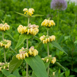 Phlomis russeliana – Brandkruid