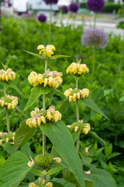 Phlomis russeliana – Brandkruid