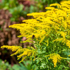 Solidago rugosa 'Fireworks' – Guldenroede