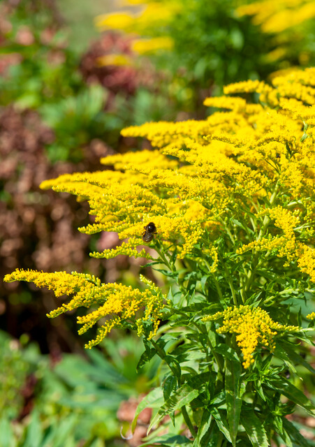 Solidago rugosa 'Fireworks' – Guldenroede