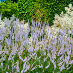 Veronicastrum virginicum 'Lavendelturm' – Ereprijs