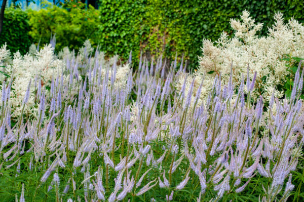 Veronicastrum virginicum 'Lavendelturm' – Ereprijs