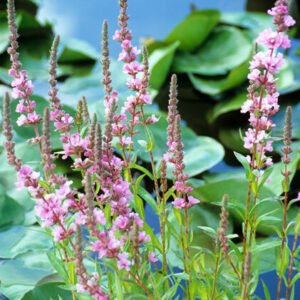 Lythrum salicaria ‘Blush’ – Kattenstaart