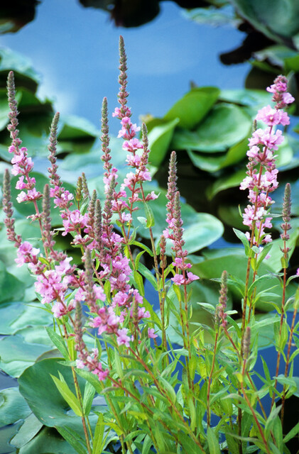Lythrum salicaria ‘Blush’ – Kattenstaart