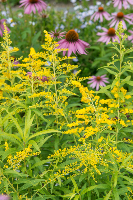 Solidago rugosa 'Fireworks' – Guldenroede - Afbeelding 2