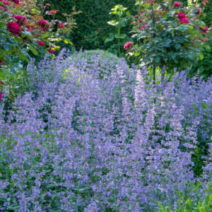 Nepeta racemosa – Kattenkruid
