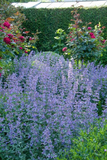 Nepeta racemosa – Kattenkruid