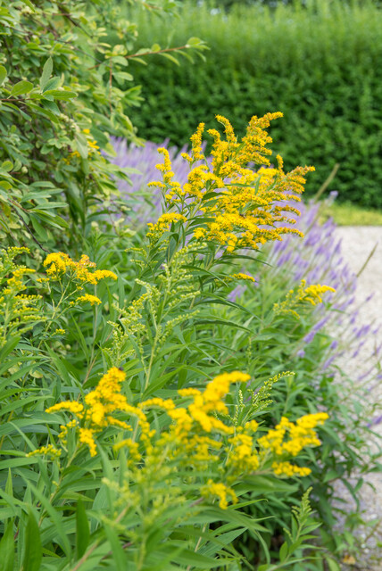 Solidago rugosa 'Fireworks' – Guldenroede - Afbeelding 3