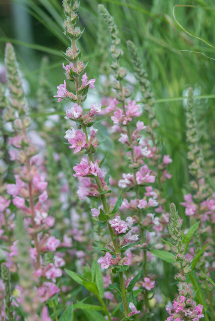 Lythrum salicaria ‘Blush’ – Kattenstaart - Afbeelding 2