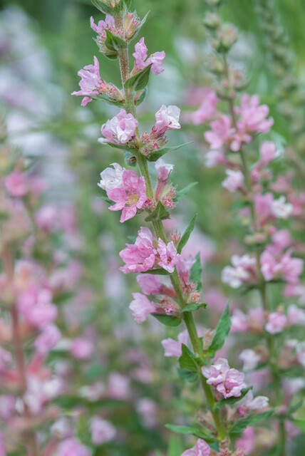 Lythrum salicaria ‘Blush’ – Kattenstaart - Afbeelding 3