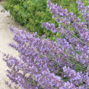 Nepeta faassenii ‘Walker’s Low’ – Kattenkruid