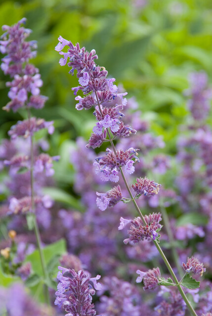 Nepeta faassenii ‘Walker’s Low’ – Kattenkruid - Afbeelding 4