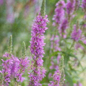 Lythrum salicaria – Grote Kattenstaart
