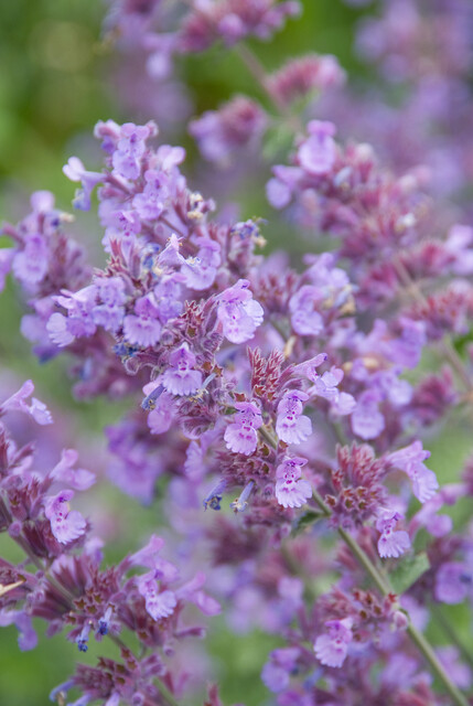 Nepeta faassenii ‘Walker’s Low’ – Kattenkruid - Afbeelding 3