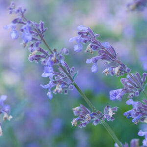 Nepeta faassenii ‘Six Hills Giant’ – Kattenkruid