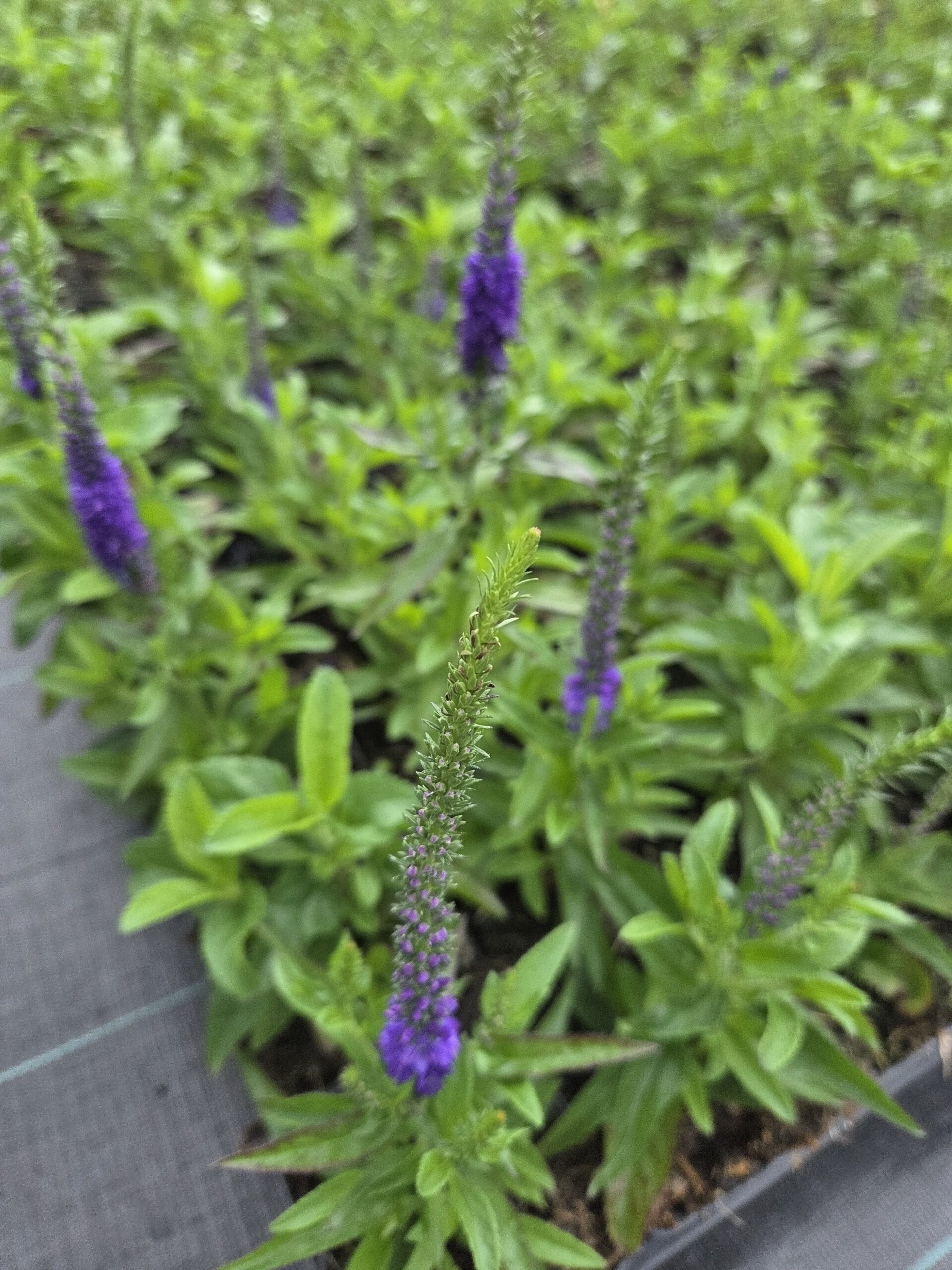 Veronica spicata 'Blue Indigo' – Ereprijs