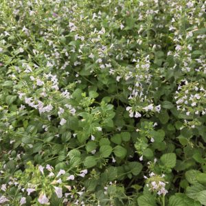 Calamintha grandiflora – Steentijm
