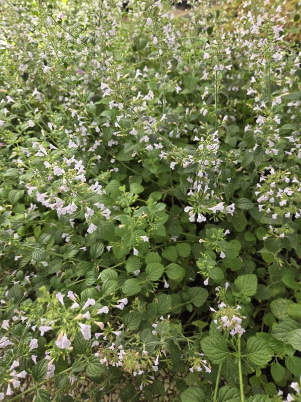 Calamintha grandiflora – Steentijm