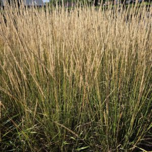 Calamagrostis acutiflora 'Buchenwald' – Struisriet
