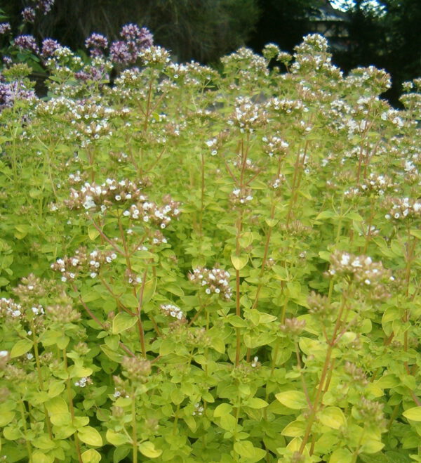 Origanum vulgare 'Aureum' – Marjolein - Afbeelding 2