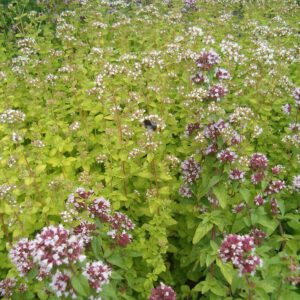 Origanum vulgare 'Aureum' – Marjolein