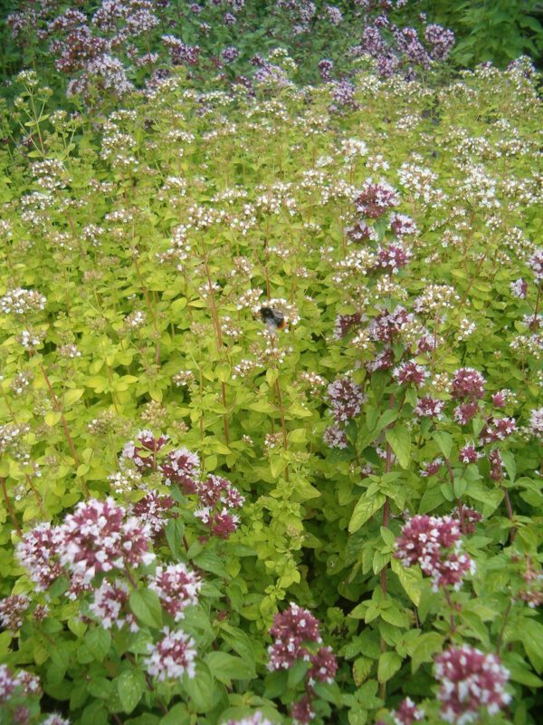 Origanum vulgare 'Aureum' – Marjolein