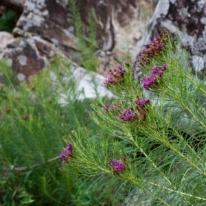Vernonia lettermannii – IJzerkruid