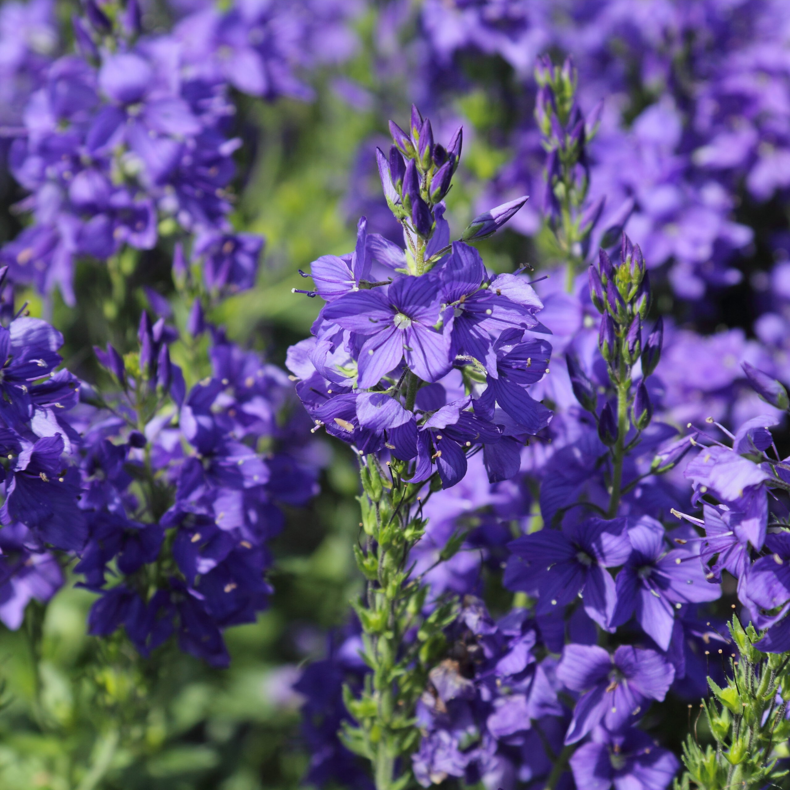 Veronica austriaca 'Knallblau' – Brede ereprijs