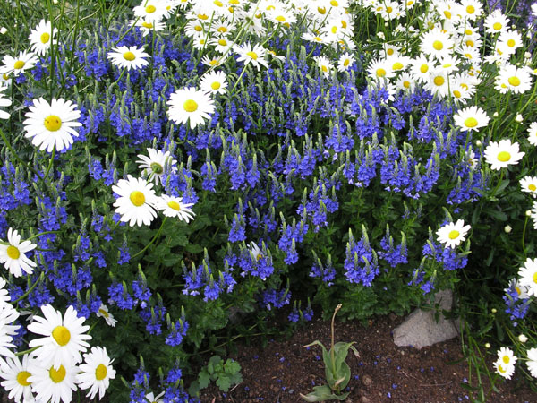 Veronica austriaca 'Knallblau' – Brede ereprijs - Afbeelding 2
