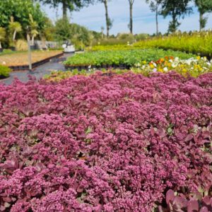 Sedum sunsparkler 'Blue Pearl' - Vetkruid