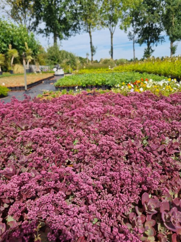 Sedum sunsparkler 'Blue Pearl' - Vetkruid
