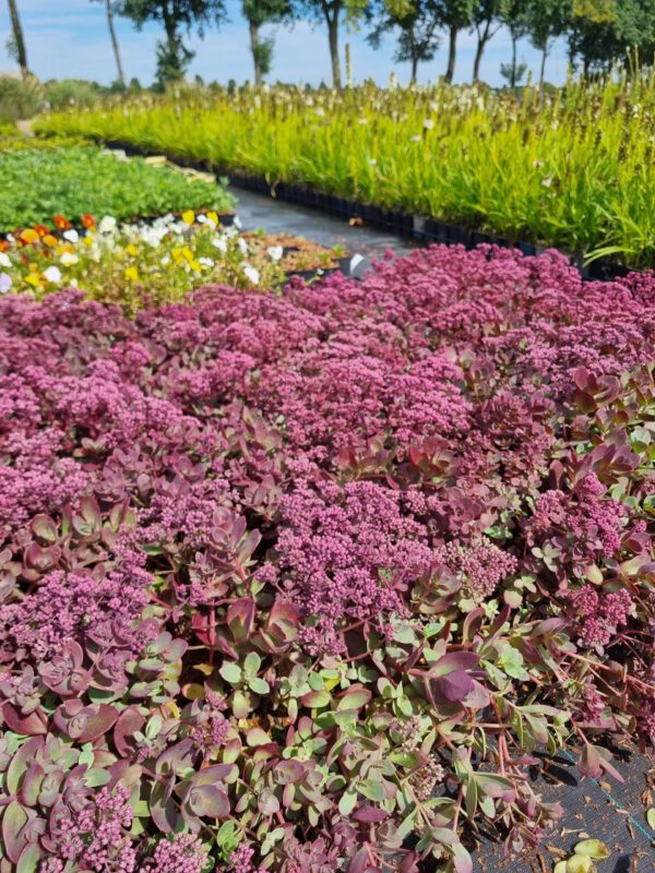 Sedum sunsparkler 'Blue Pearl' - Vetkruid - Afbeelding 2