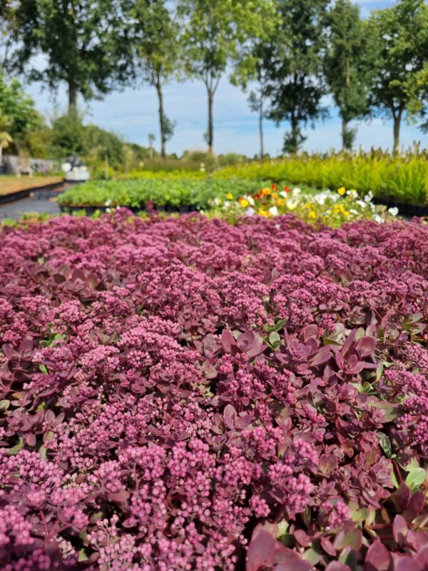 Sedum sunsparkler 'Blue Pearl' - Vetkruid - Afbeelding 3