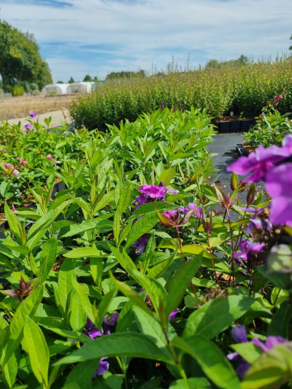 Phlox paniculata 'Blue Paradise' - Herfstsering - Afbeelding 2