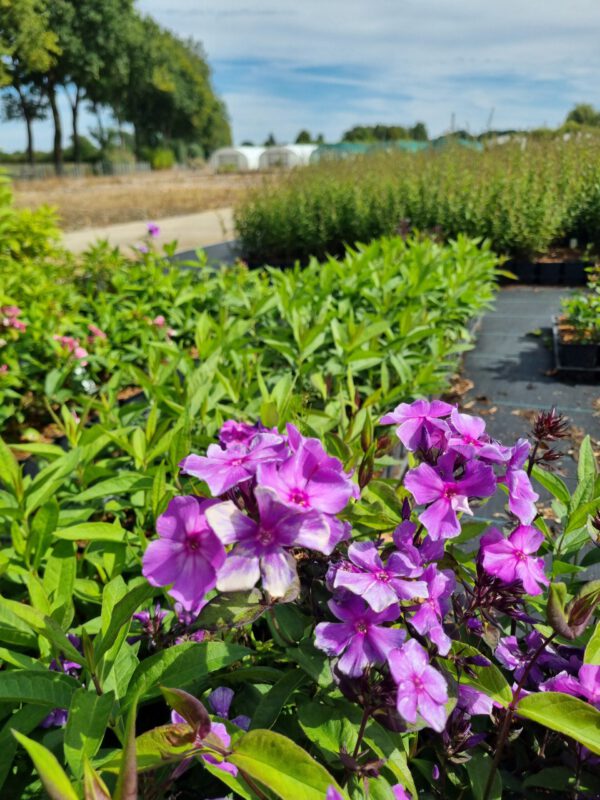 Phlox paniculata 'Blue Paradise' - Herfstsering - Afbeelding 3