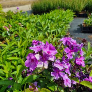 Phlox paniculata 'Blue Paradise' - Herfstsering