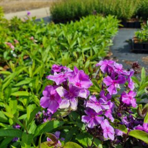 Phlox paniculata 'Blue Paradise' - Herfstsering