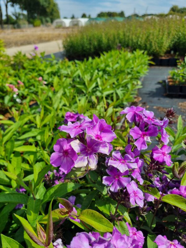 Phlox paniculata 'Blue Paradise' - Herfstsering
