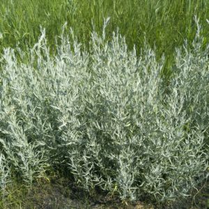 Artemisia ludoviciana ‘Silver Queen’ - Bijvoet