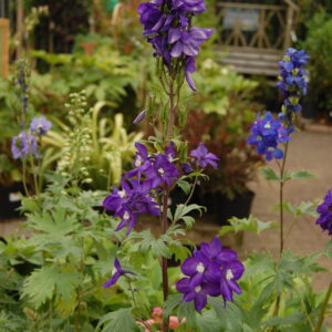 Delphinium black knight